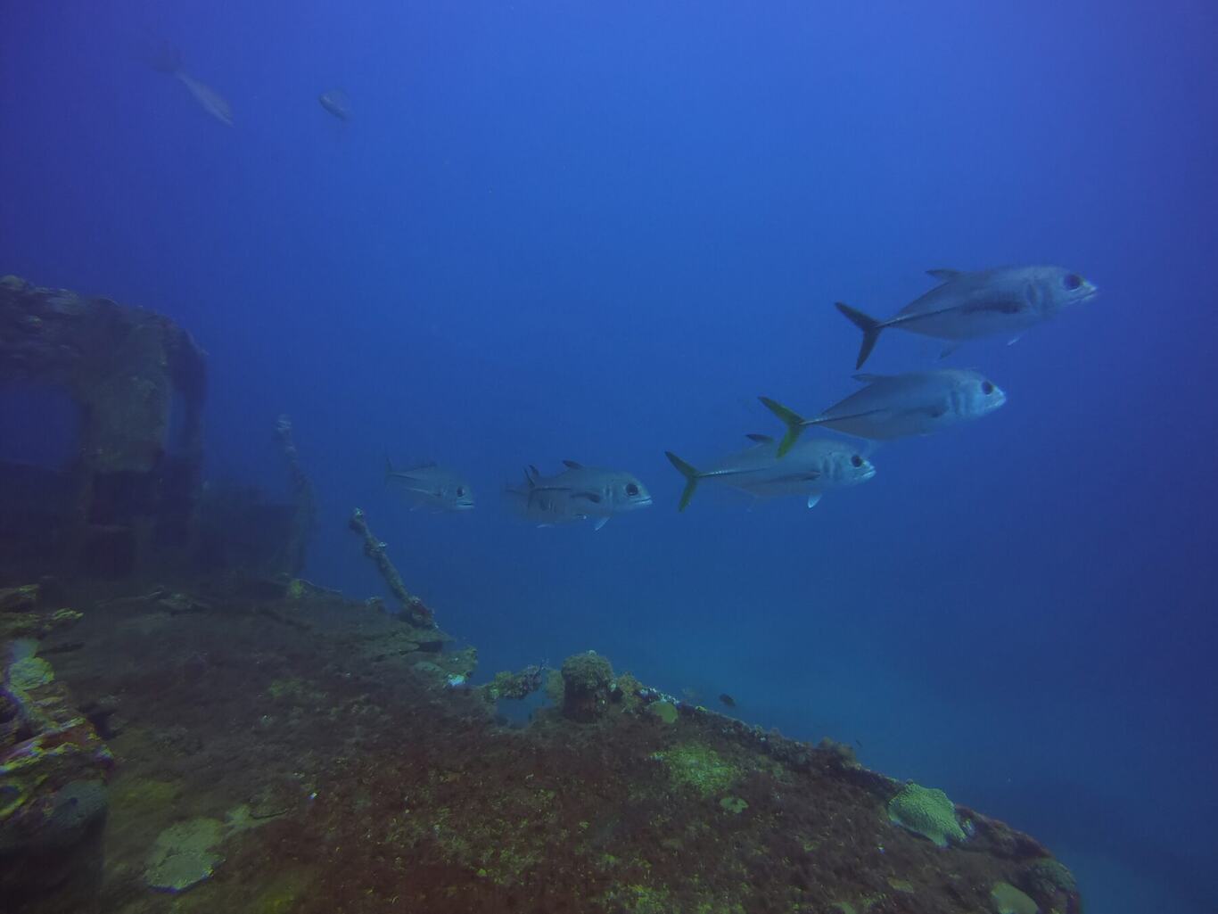 Reef fish on a wreck dive, Anguilla