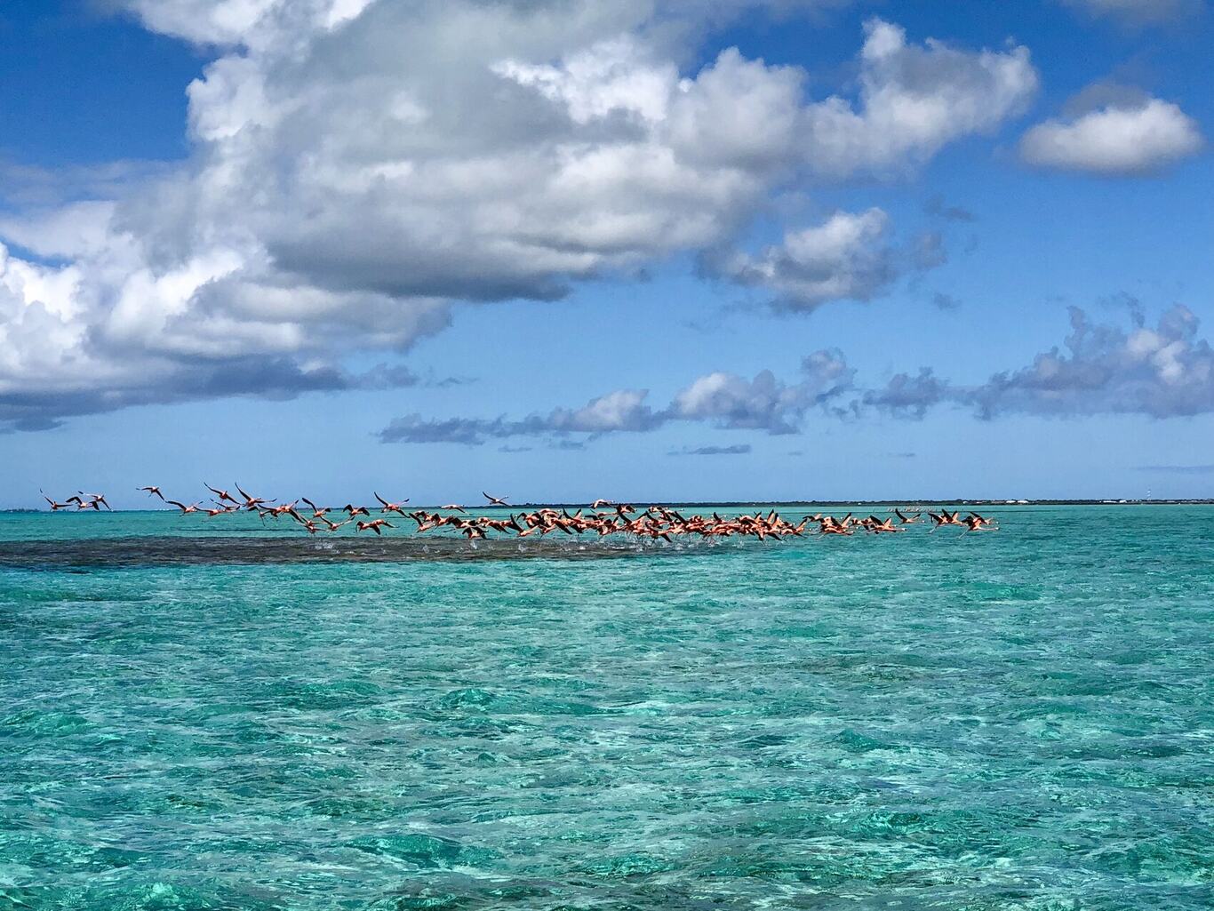 Flamingos in flight, Anegada