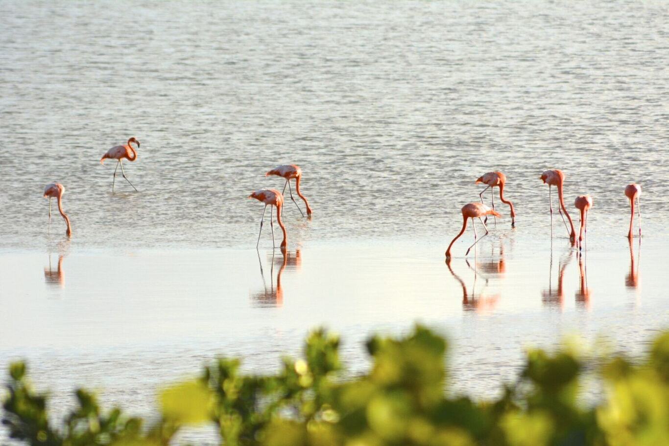 Wild flamingos, Anegada
