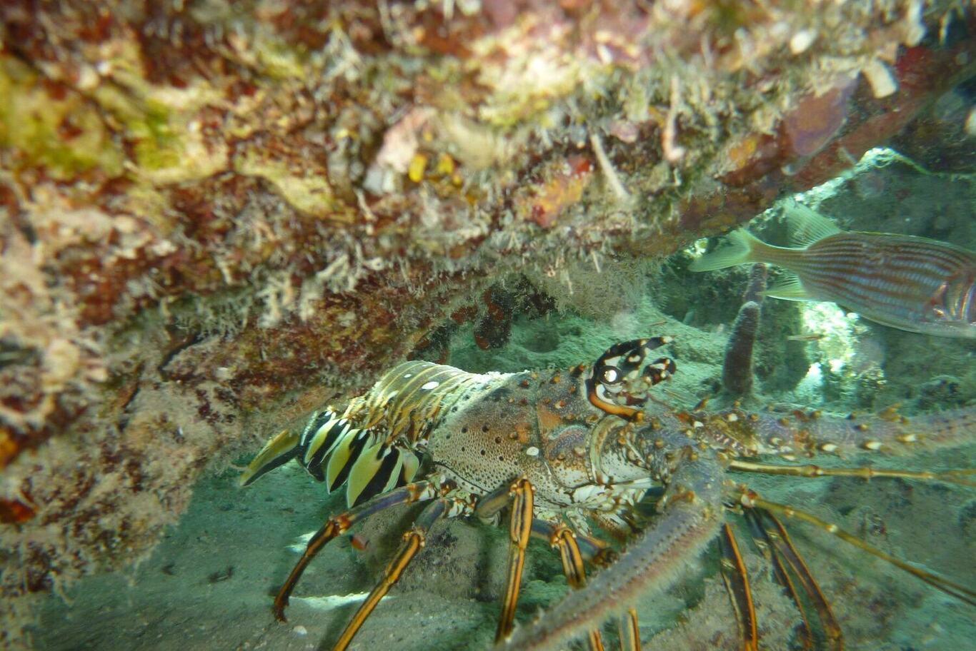A spiny lobster