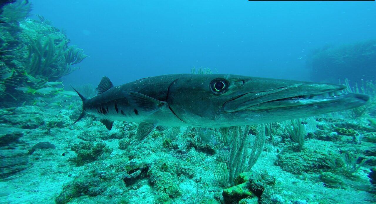 A great barracuda