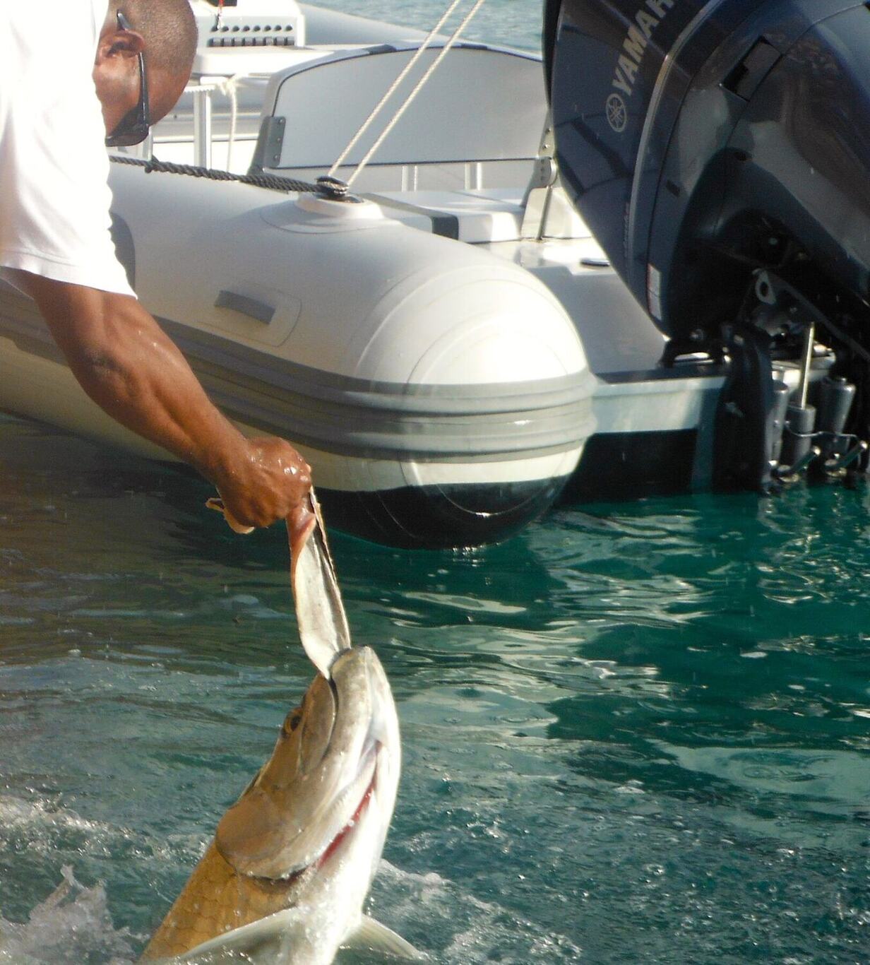 Tarpon feeding, Saba Rock