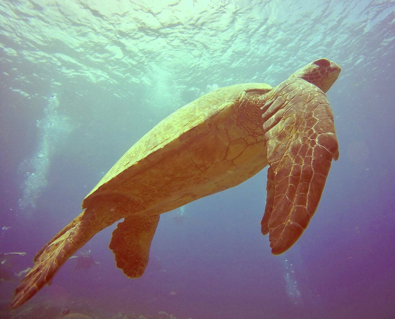 Snorkelling with a sea turtle