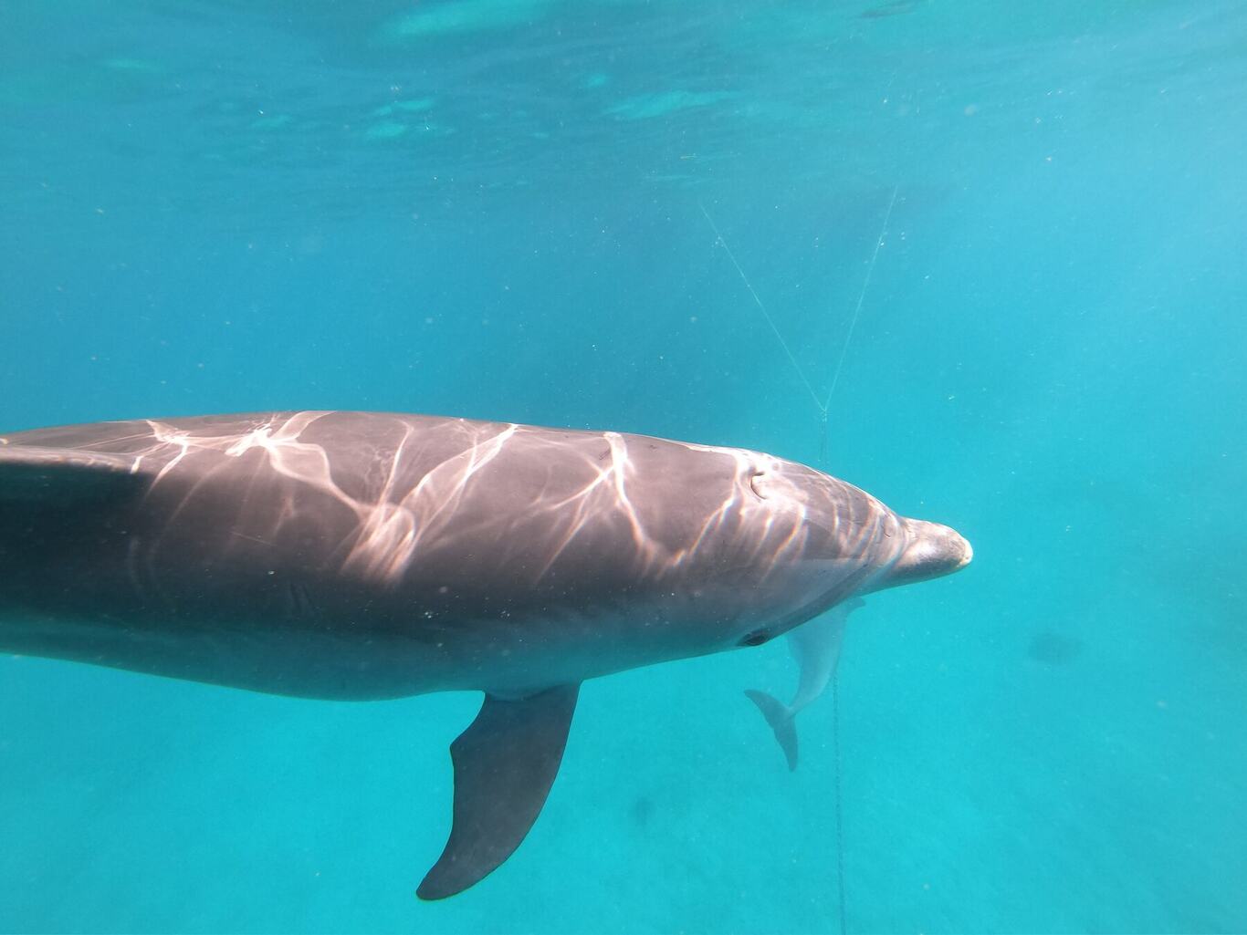 A bottlenose dolphin