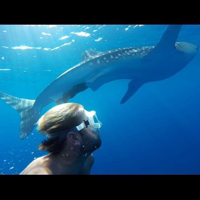 Snorkelling with a whale shark